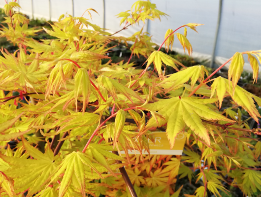 Érable du Japon 'Cascade Gold'® - Acer palmatum 'Cascade Gold'®, érable japonais