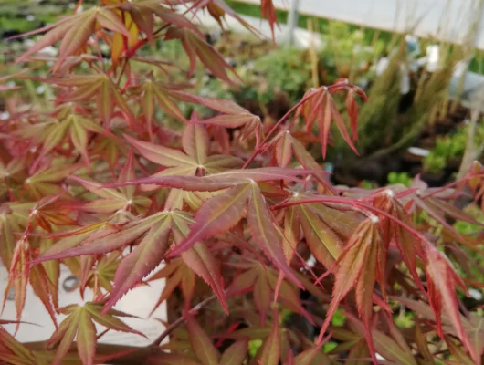 Érable du Japon 'Cascade Ruby'® - Acer palmatum 'Cascade Ruby'®, érable japonais