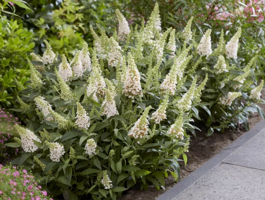 BUDDLEJA davidii Butterfly Candy Little White ® - Arbre aux papillons nain