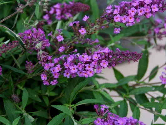 BUDDLEJA davidii Free Petite 'Dark Pink' ® - Arbre aux papillons nain