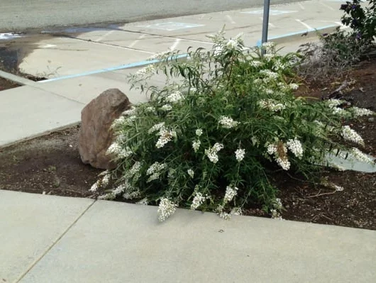 BUDDLEJA davidii Free Petite 'Snow White'® - Arbre aux papillons nain