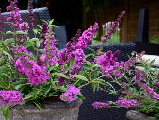 BUDDLEJA davidii Free Petite 'Tutti Fruitti' ® - Arbre aux papillons nain