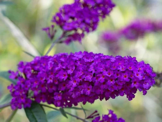 BUDDLEJA davidii 'African Queen' - Arbre aux papillons