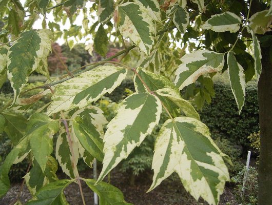 ACER negundo 'Aureomarginatum' - Erable à feuilles de frêne doré