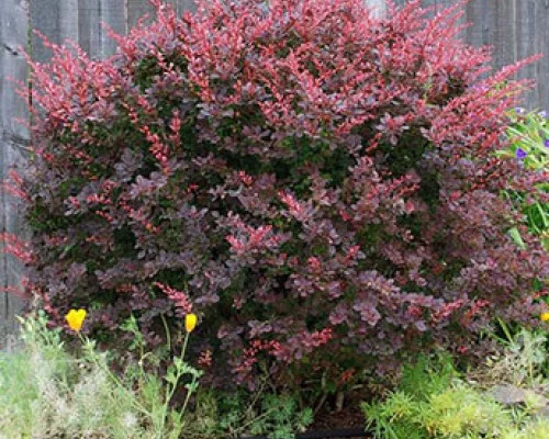 BERBERIS thunbergii 'Dart's Red Lady' - Epine vinette