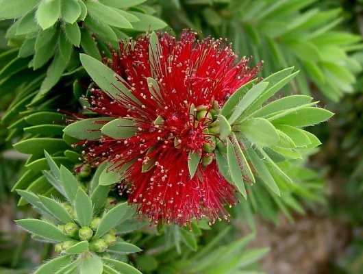 CALLISTEMON 'Little John' - Rince bouteille nain