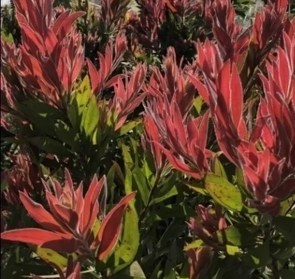 CALLISTEMON 'Red Rocket'® - Rince bouteille