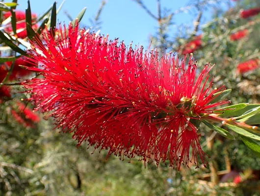 CALLISTEMON rigidus - Rince bouteille