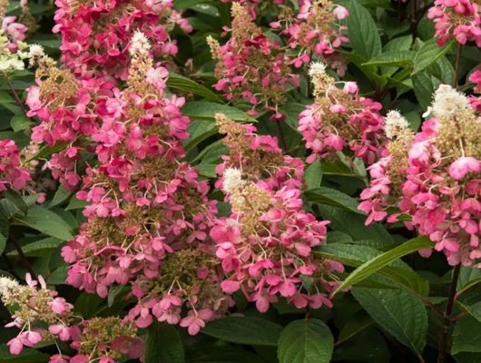 HYDRANGEA paniculata 'Candlelight'® - Hortensia paniculé