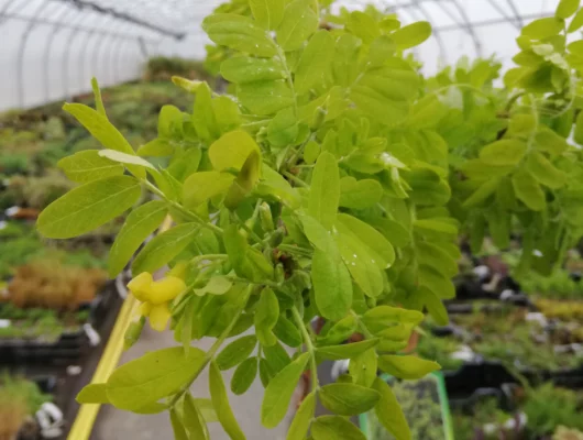 CARAGANA arborescens 'Pendula' - Acacia jaune pleureur