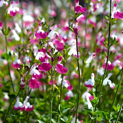SALVIA greggii 'Cherry Lips' - Sauge arbustive