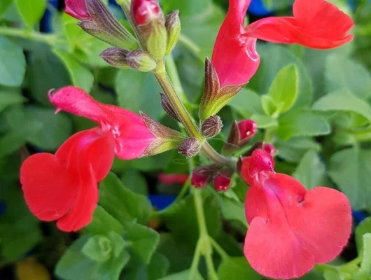 SALVIA microphylla 'Suzanne' - Sauge arbustive