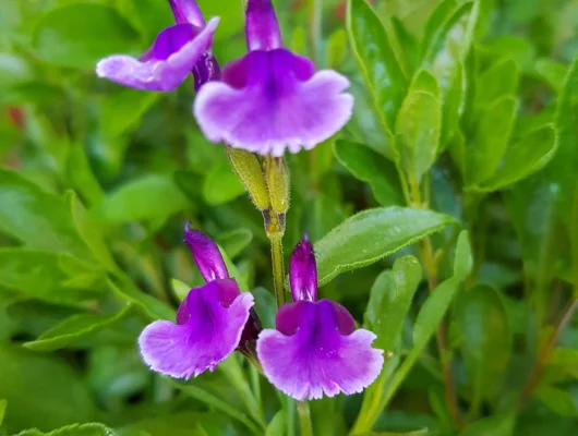 SALVIA microphylla 'Oriental Dove' - Sauge arbustive