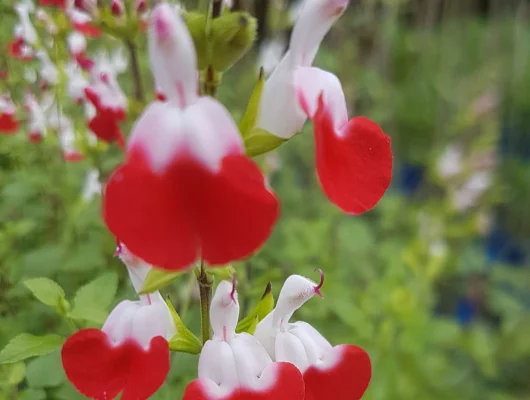 SALVIA microphylla 'Little Kiss' - Sauge arbustive