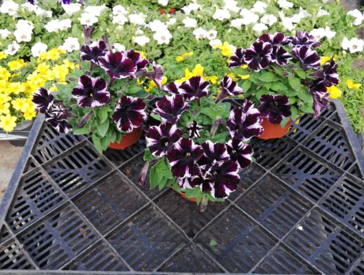 PETUNIA Surfinia 'Miss Marvelous' - Plantes annuelle