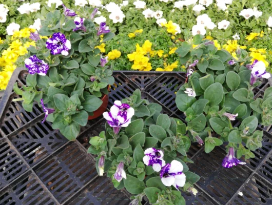 PETUNIA Surfinia 'Night sky' - Plante annuelle