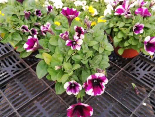 PETUNIA Surfinia 'Purple Touch' - Plante annuelle