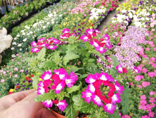 VERVEINE Lanai 'Pink Twister' - Plante annuelle