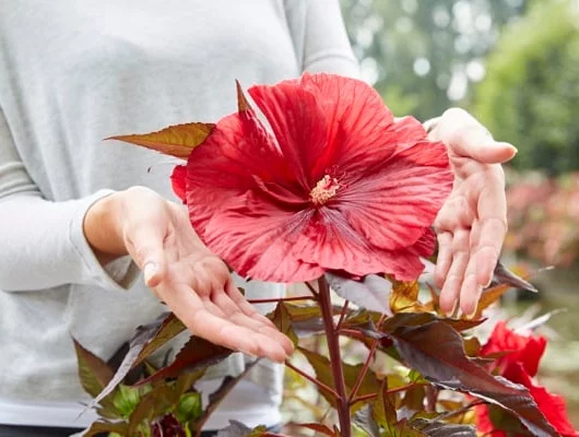 HIBISCUS moscheutos 'Carousel Geant Red' - Hibiscus des Marais