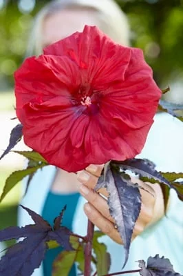 HIBISCUS moscheutos 'Carousel Red Wine' - Hibiscus des Marais