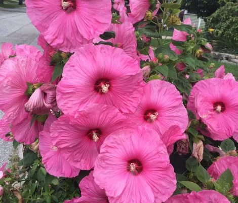 HIBISCUS moscheutos 'Fantasia' - Hibiscus des Marais
