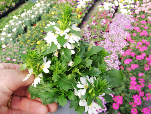 SCAEVOLA Surdiva 'Blanc' - Plante annuelle