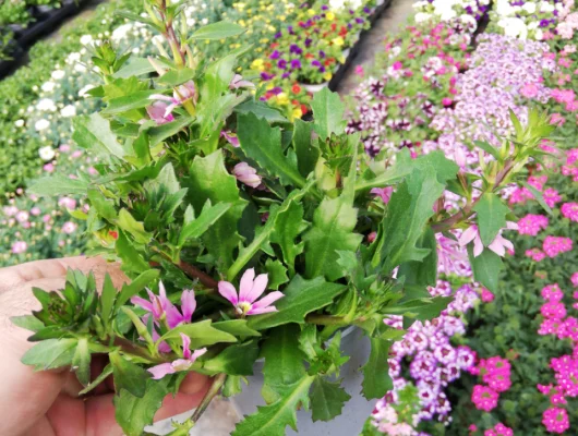 SCAEVOLA Surdiva 'Rose' - Plante annuelle