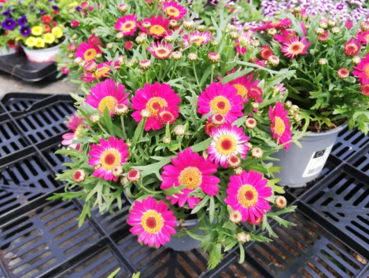 ANTHEMIS frutescens 'Rouge' - Marguerite annuelle