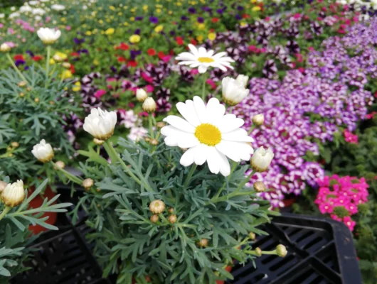 ANTHEMIS frutescens 'Blanche' - Marguerite annuelle