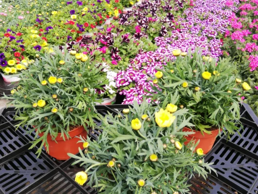 ANTHEMIS frutescens 'Jaune' - Marguerite annuelle