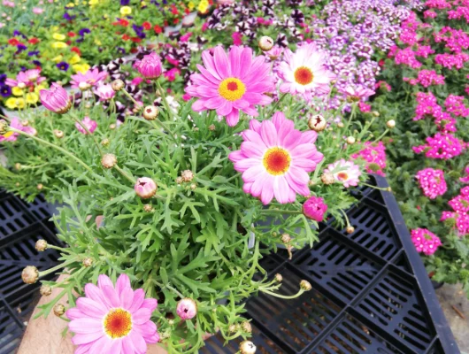 ANTHEMIS frutescens 'Rose' - Marguerite annuelle