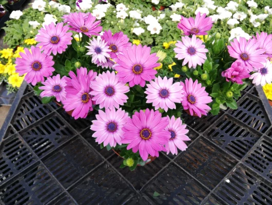 OSTEOSPERMUM 'Rose' - Plante annuelle