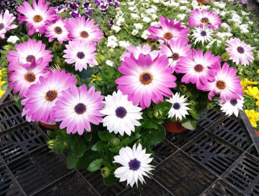 OSTEOSPERMUM 'Bicolore' - Plante annuelle