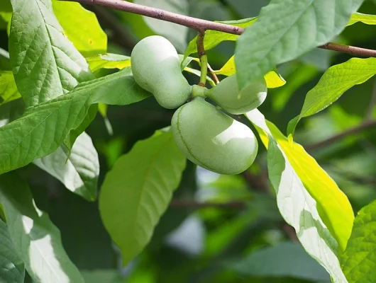 ASIMINA triloba 'Davis' - Asiminier, Paw Paw