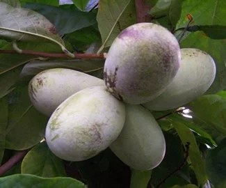 ASIMINA triloba 'Mango' - Asiminier