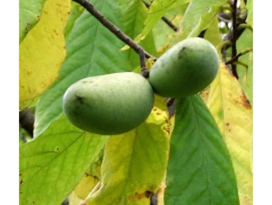 ASIMINA triloba 'Mitchell' - Asiminier, Paw Paw