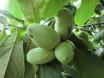 ASIMINA triloba 'NC1' - Asiminier, Paw Paw