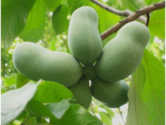 ASIMINA triloba 'Overleese' - Asiminier, Paw Paw