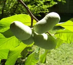 ASIMINA triloba 'Prima 1216' - Asiminier, Paw Paw