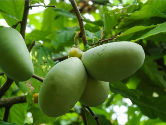 ASIMINA triloba 'Sweet Alice' - Asiminier, Paw Paw