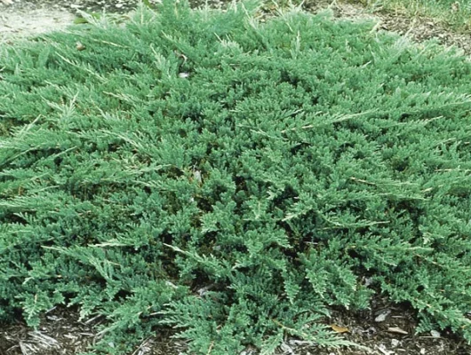 JUNIPERUS horizontalis 'Prince of Wales' - Genévrier rampant