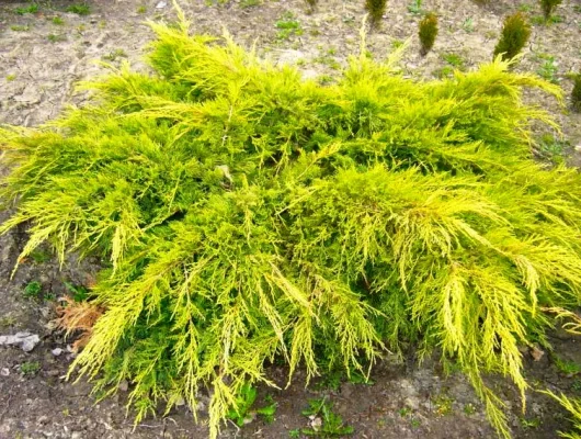 JUNIPERUS média 'Gold Star' - Genévrier de pfitzer doré