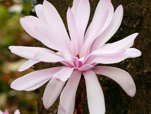 MAGNOLIA stellata 'Rosea' - Magnolia étoilé rose