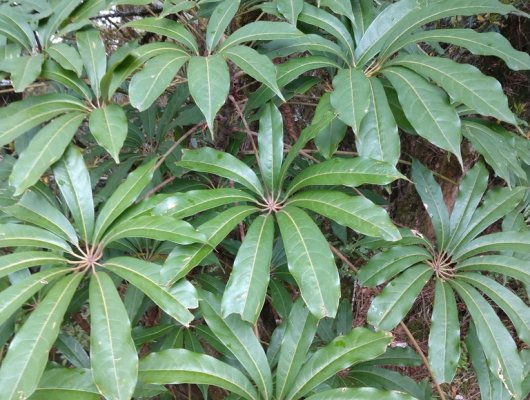 SCHEFFLERA taiwaniana - Arbuste à feuilles persistantes
