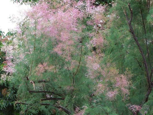 TAMARIX ramosissima 'Pink Cascade' - Tamaris d'été