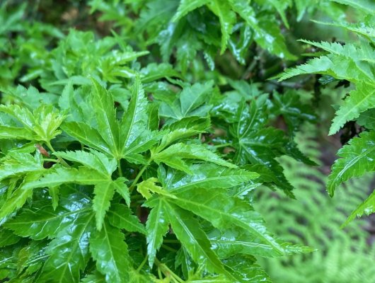Érable du Japon 'Shishigashira' - Acer palmatum 'Shishigashira', érable japonais