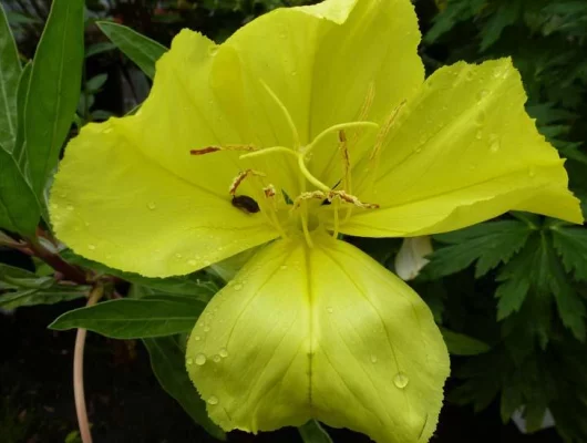 OENOTHERA macrocarpa