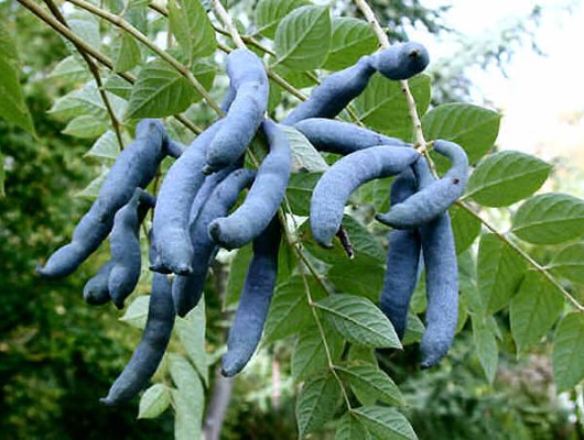 DECAISNEA fargesii - Arbre aux haricots bleus