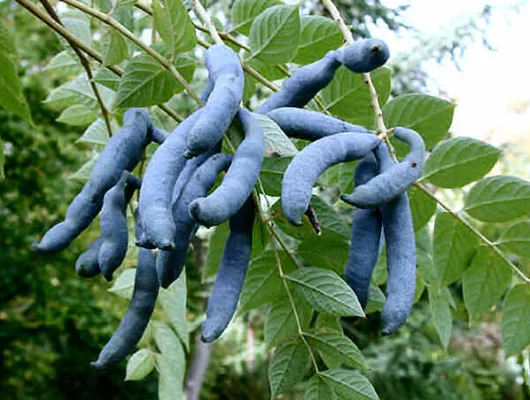 DECAISNEA fargesii - Arbre aux haricots bleus