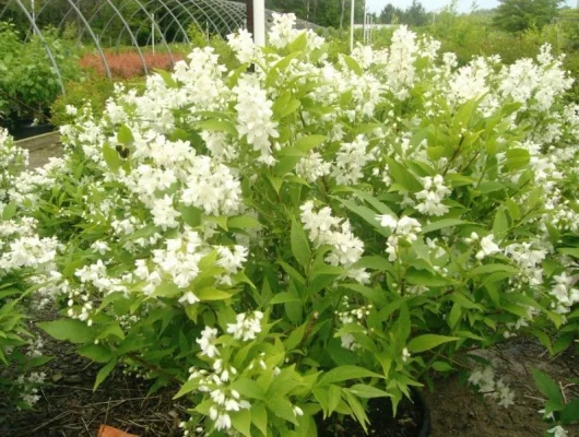 DEUTZIA crenata 'Nikko' - Deutzia nain